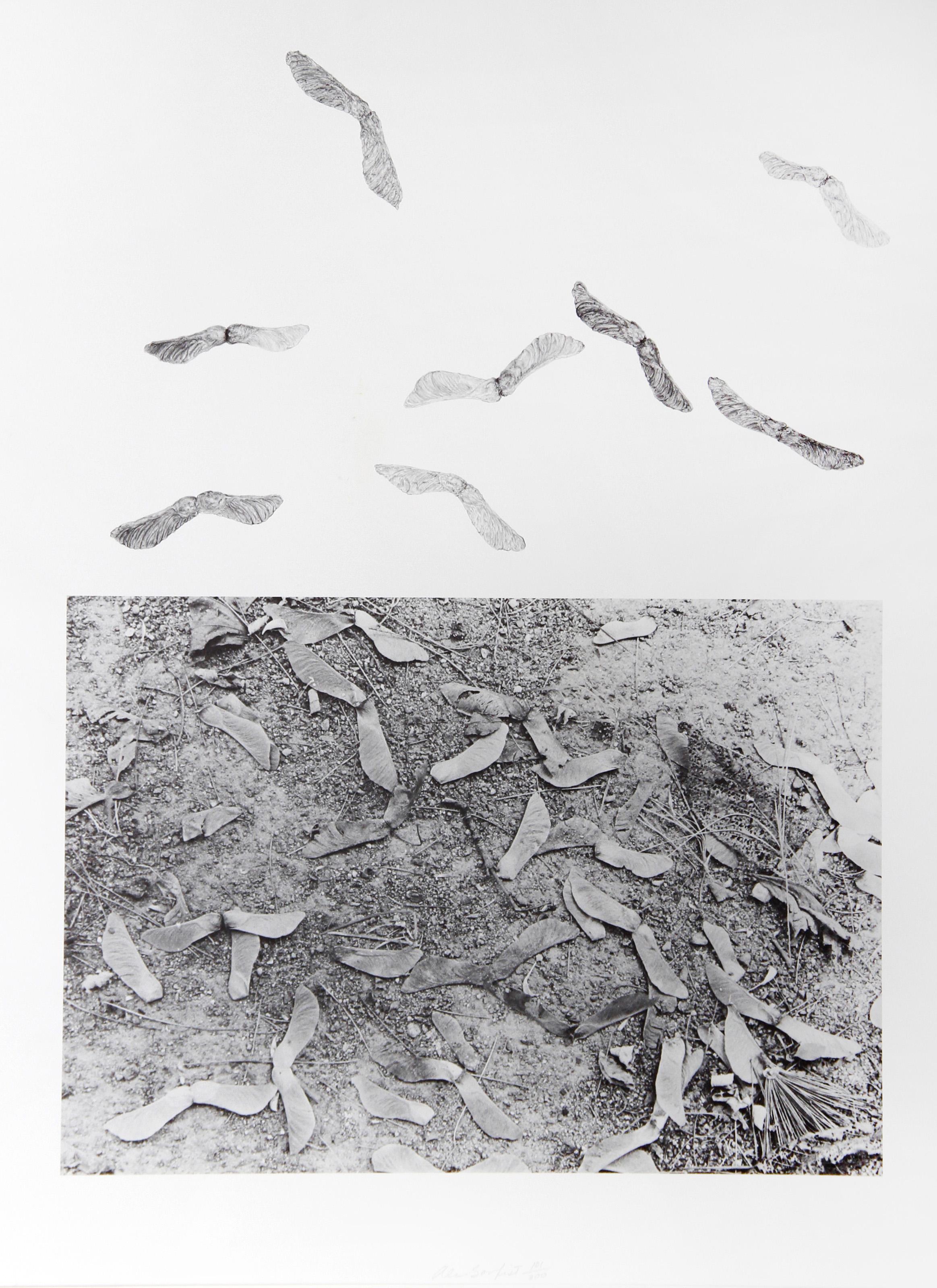 Alan Sonfist, American (1946 - ) - Earth Series 2, Year:  1980, Medium:  Lithograph, signed and numbered in pencil, Edition:  300, Image Size:  24 x 18 inches, Size:  30  x 22 in. (76.2  x 55.88 cm), Description:  In the second of a series, Alan