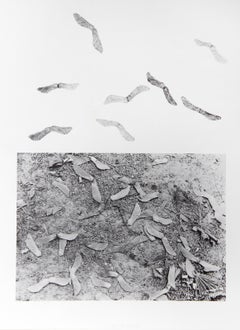 Earth Series 2, litografia concettuale di Alan Sonfist