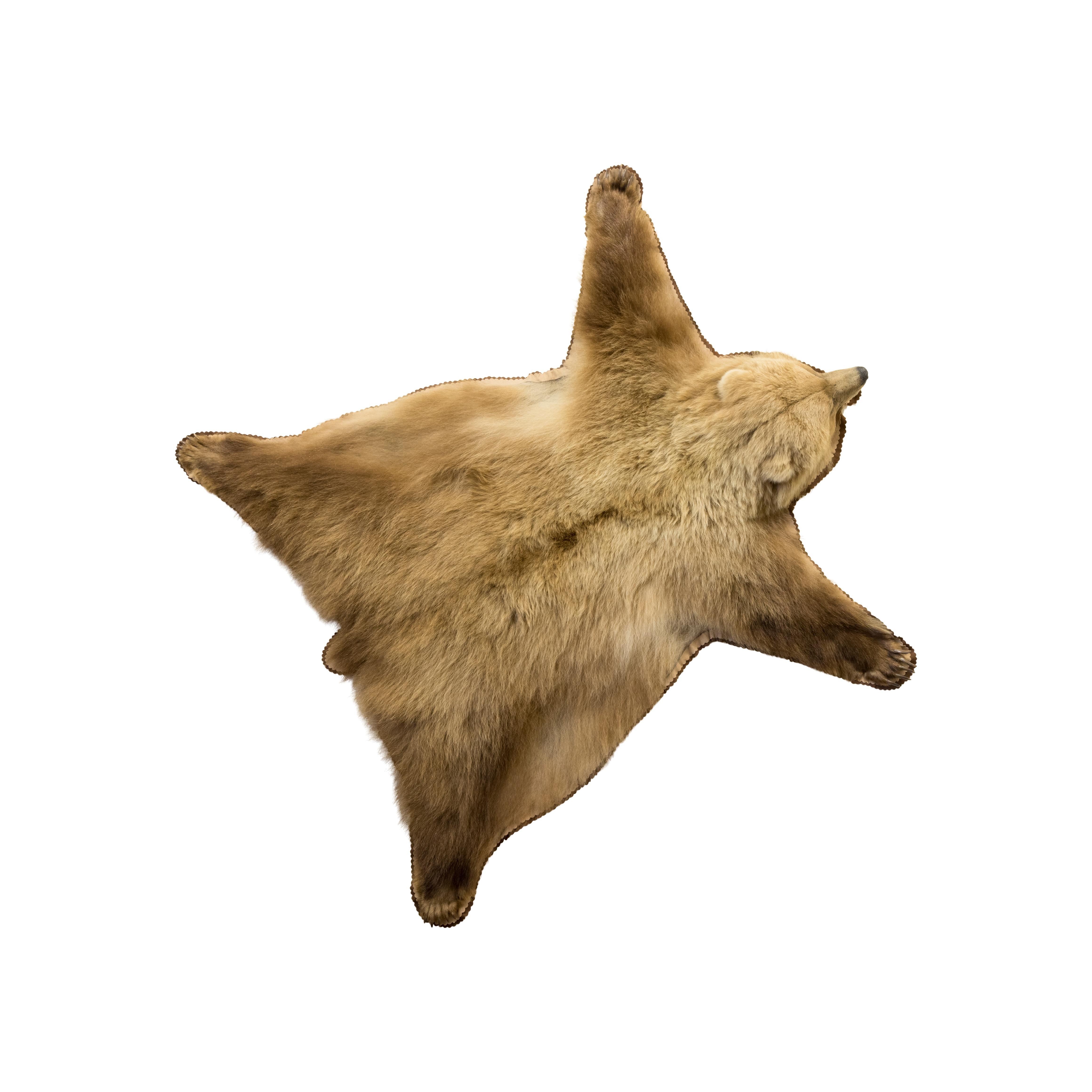 Américain Tapis taxidermique d'ours brun d'Alaska en vente