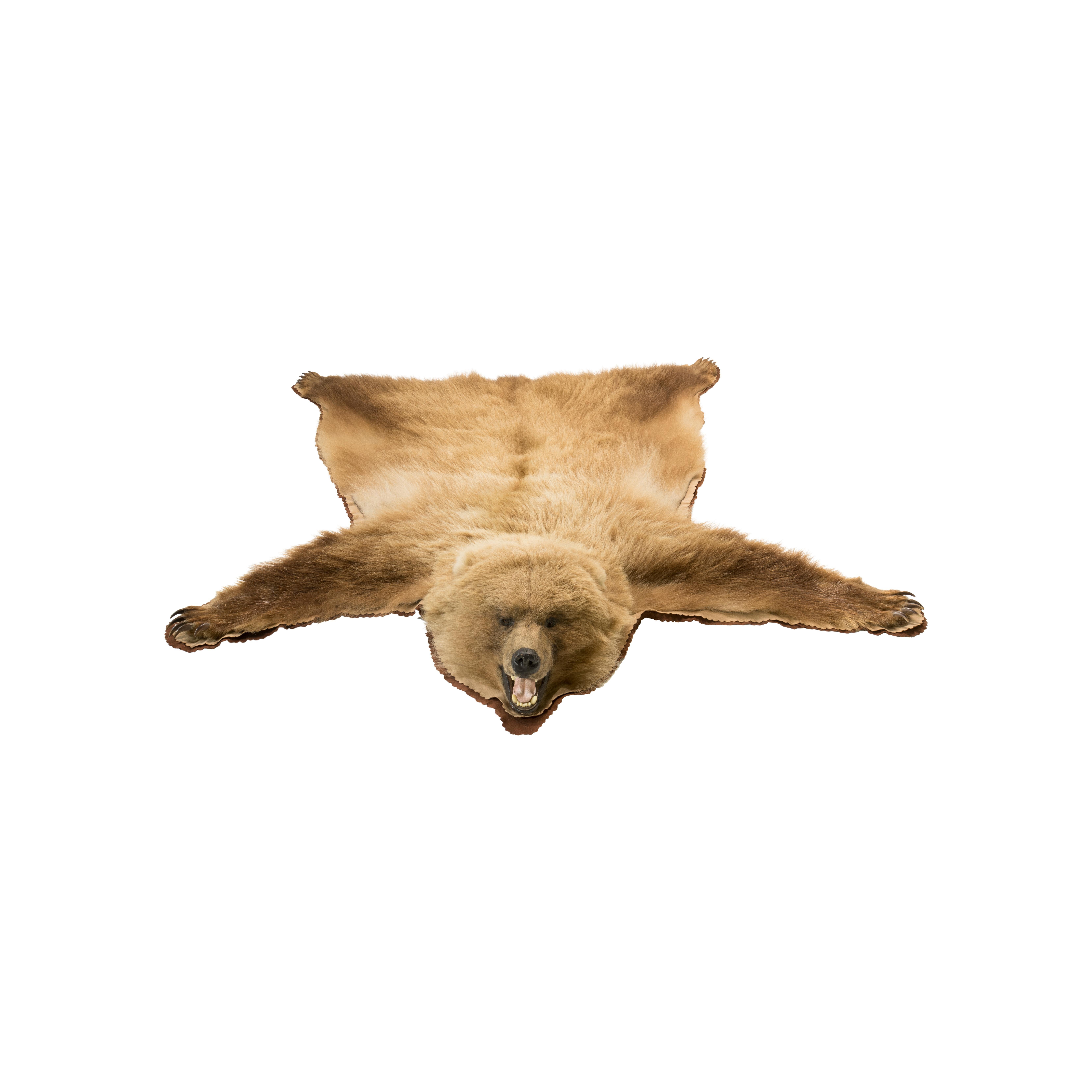Tapis taxidermique d'ours brun d'Alaska Bon état - En vente à Coeur d'Alene, ID