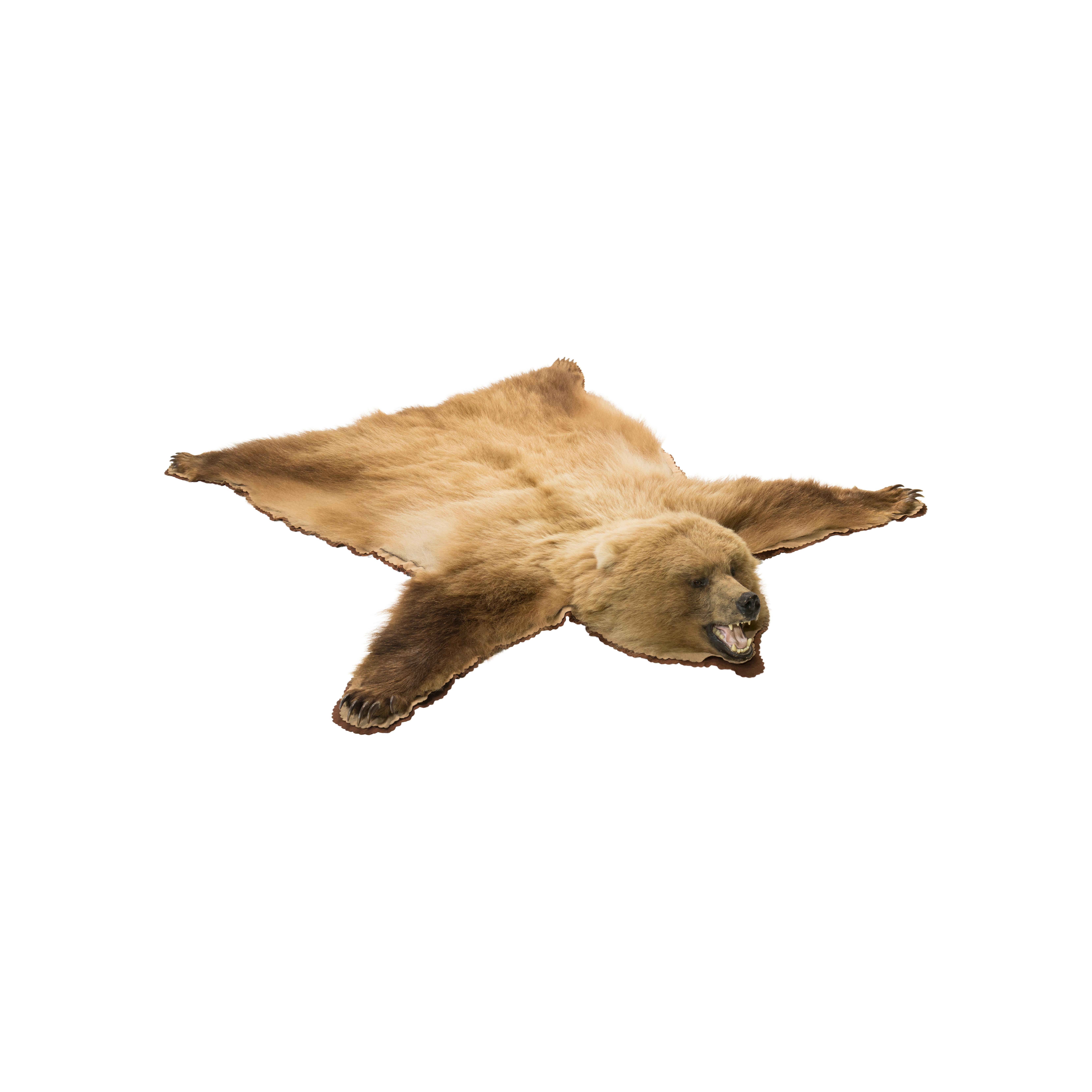 Alaska Brown Bär Taxidermie Teppich (20. Jahrhundert) im Angebot