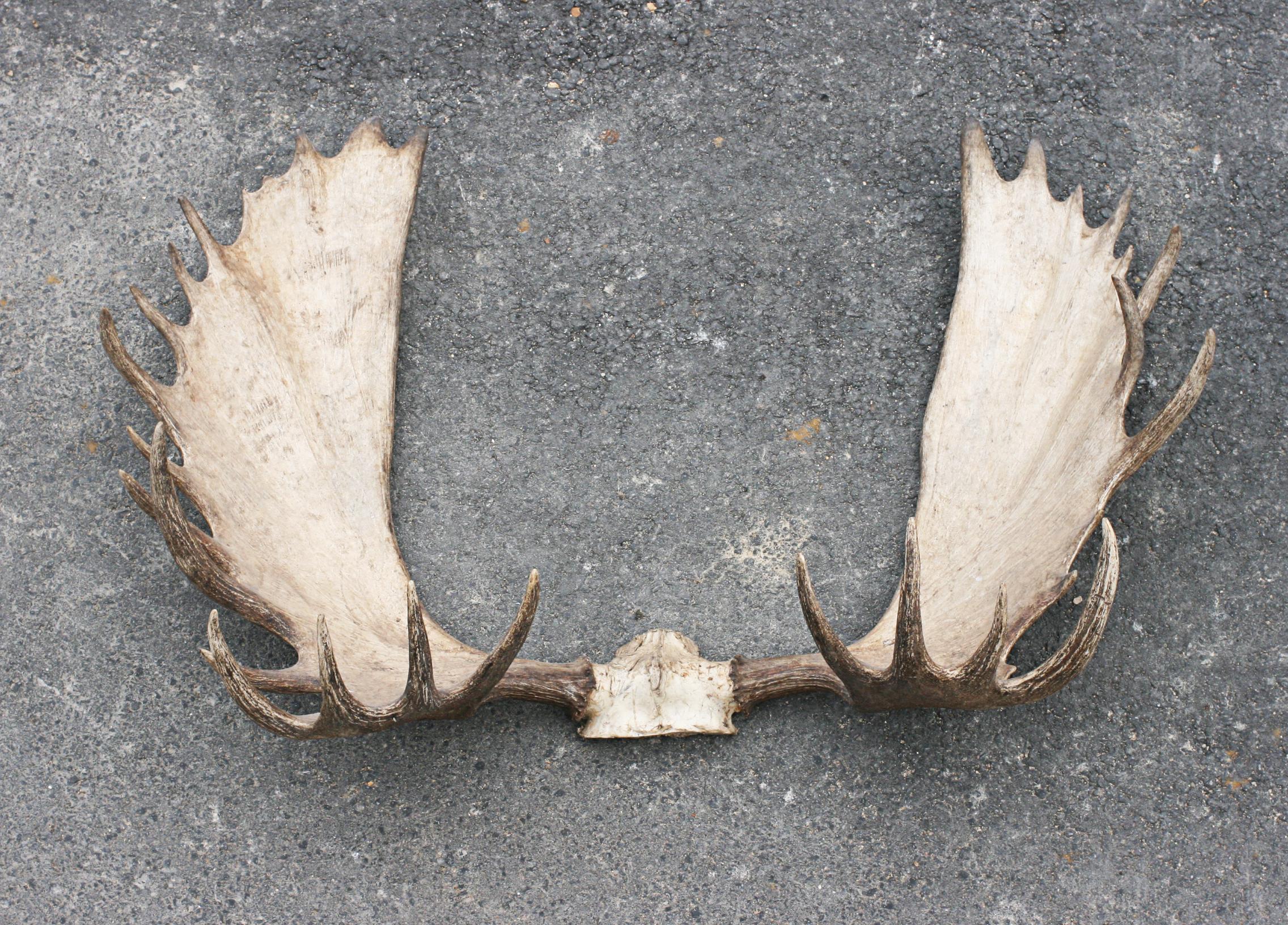 Taxidermy, very large moose antlers, palmate antlers.
An exceptional pair of 30 point Alaska - Yukon Moose antlers. The antlers are with small amount of skull, just above the eye socket and comes with a copy of an award from the 'Boone & Crockett