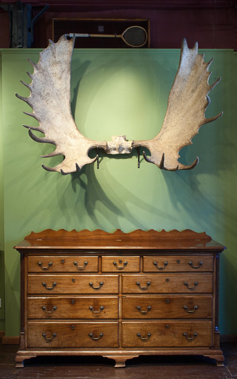 Alaskan Big Game Trophy Moose Antlers, Elk For Sale at 1stdibs