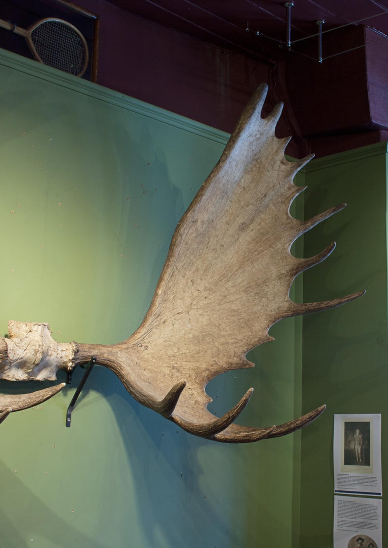 Alaskan Big Game Trophy Moose Antlers, Elk For Sale at 1stdibs