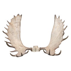 Alaskan Big Game Trophy Moose Antlers, Elk, Yukon, Boone and Crocket Club Record