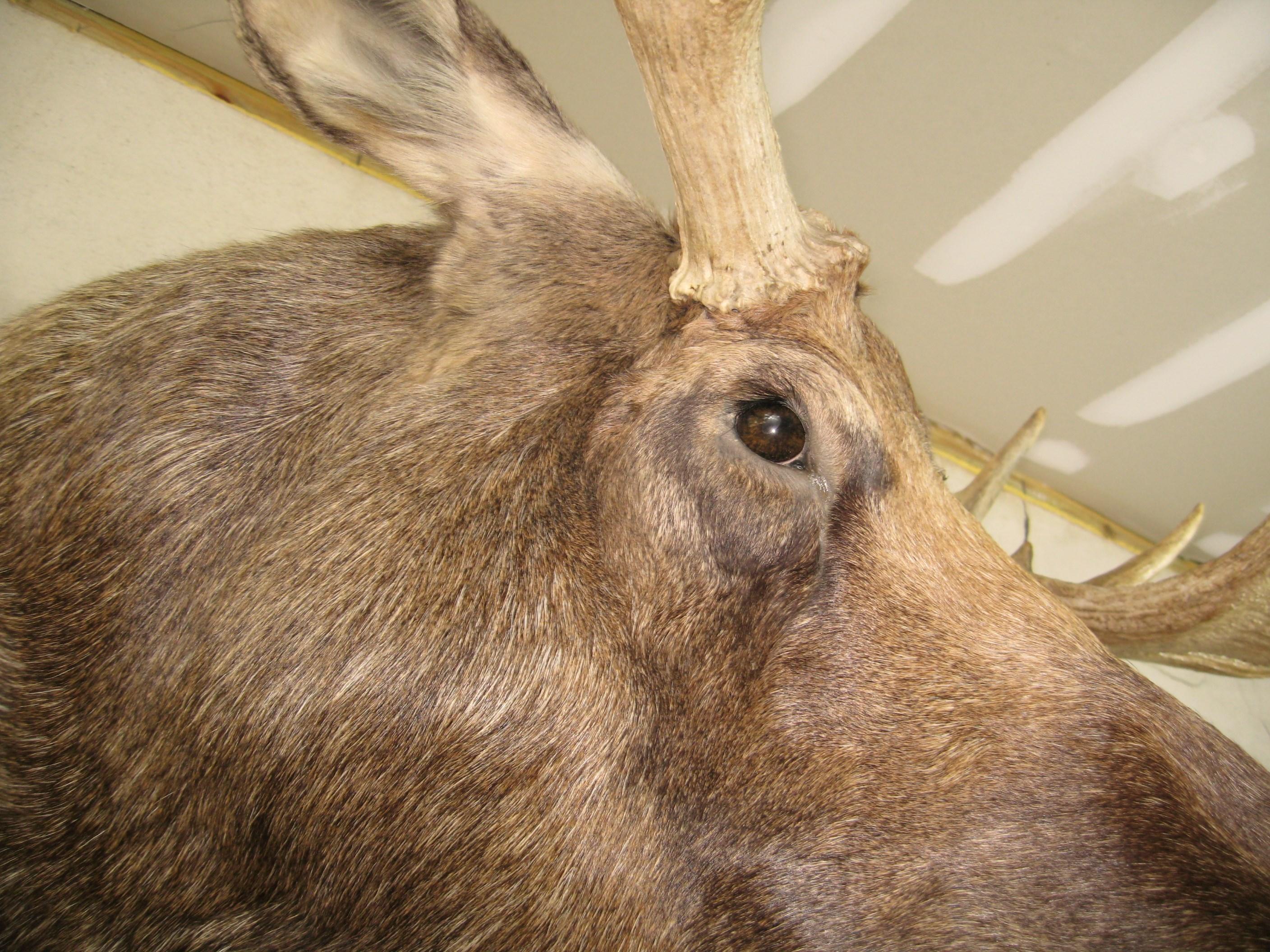 Alaskan Bull Moose Shoulder Mount Plus Professional Taxidermy Alaska For Sale 3
