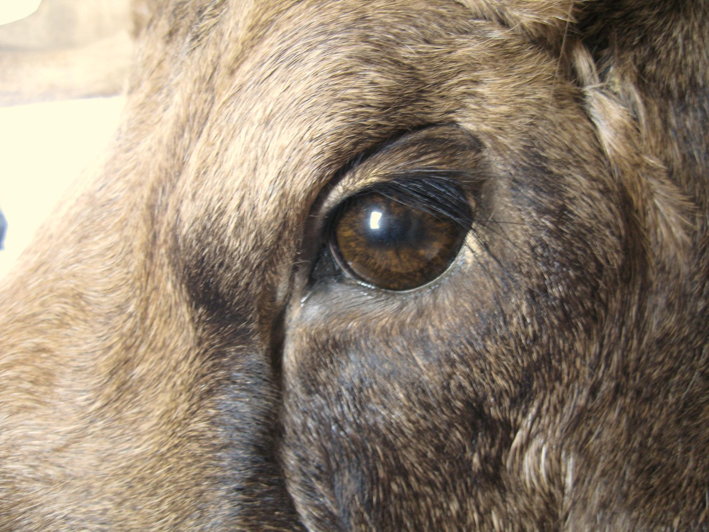 Alaskan Bull Moose Shoulder Mount Plus Professional Taxidermy Alaska For Sale 4