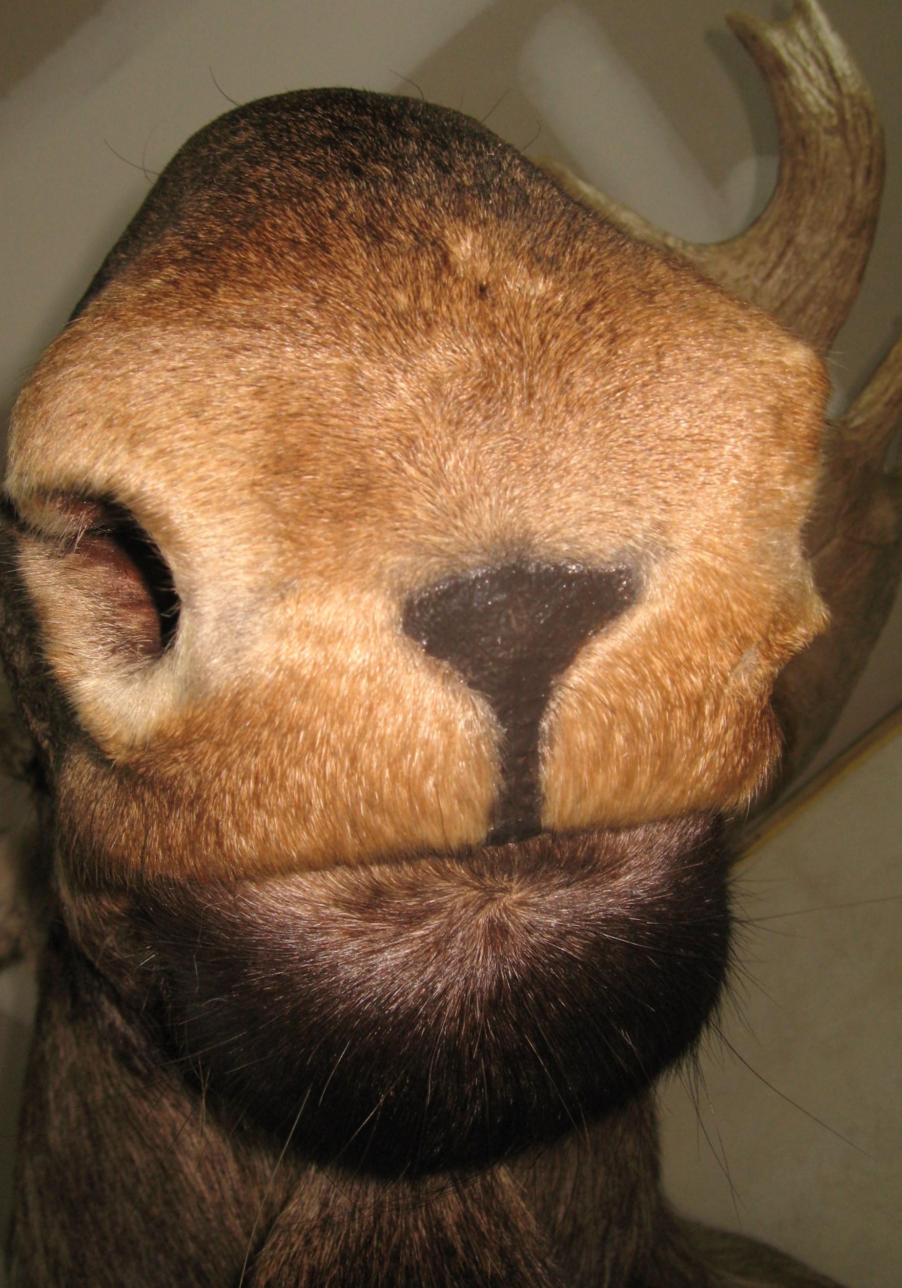 Alaskan Bull Moose Shoulder Mount Plus Professional Taxidermy Alaska For Sale 7