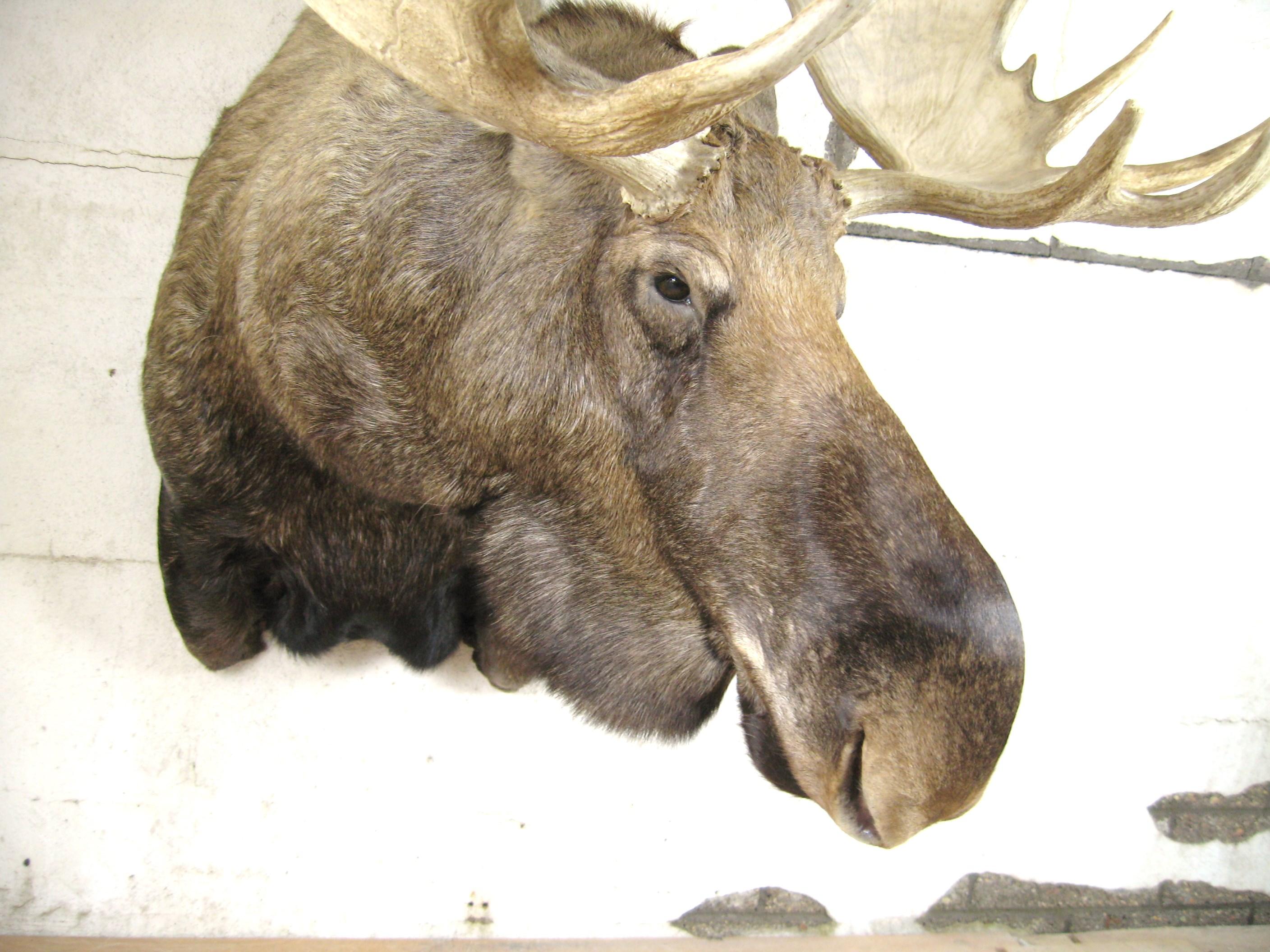 Stunning bull noose professionally done by Jonas Brothers. This is a more than a shoulder mount. Excellent professional Taxidermy. Since 1908, Jonas Brothers Taxidermy has represented the highest quality and artistry in the taxidermy industry.