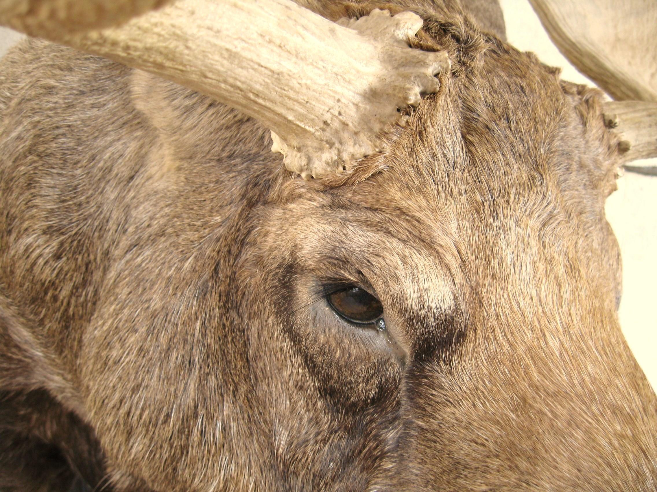 moose taxidermy