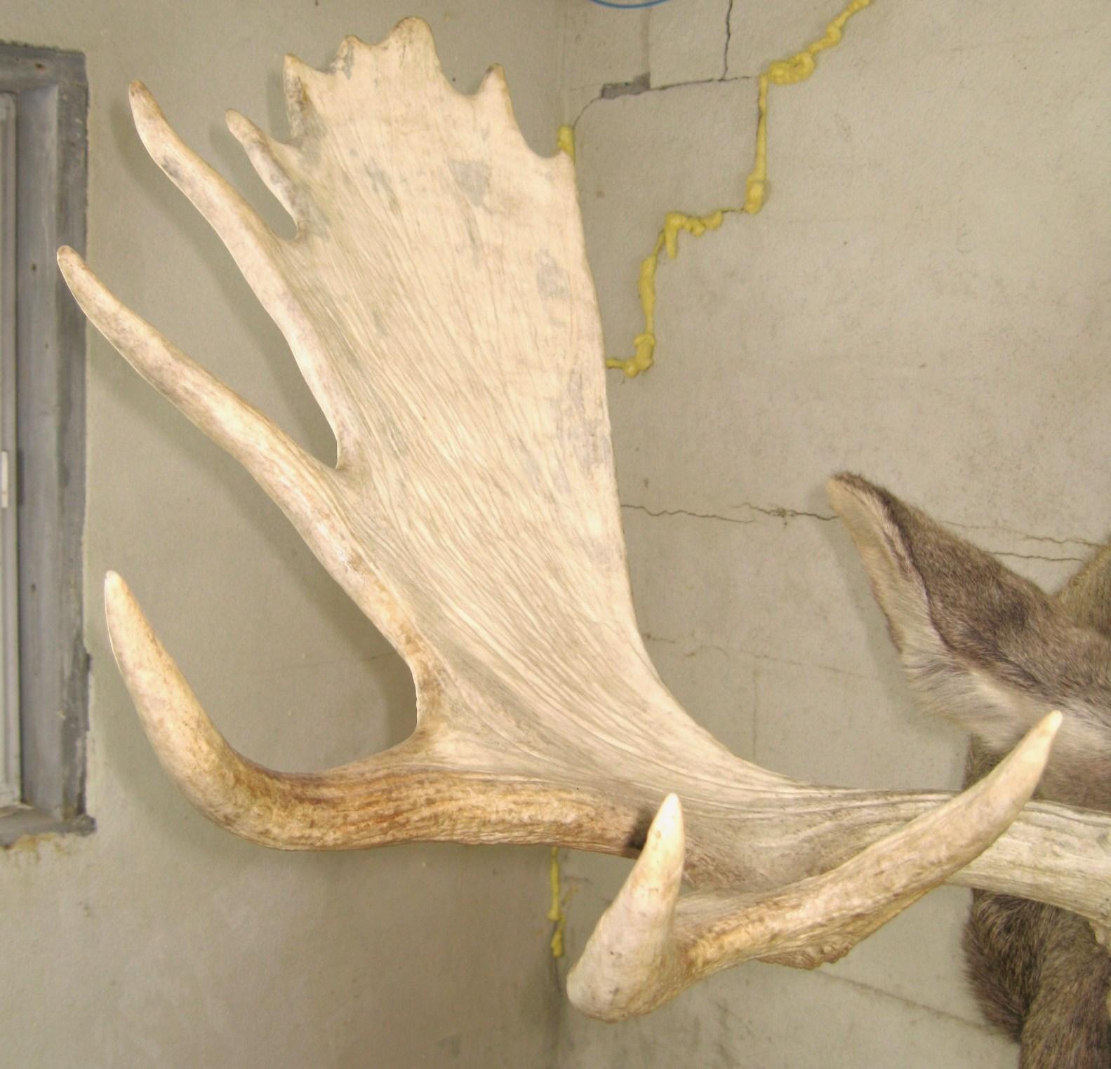castrated moose antlers