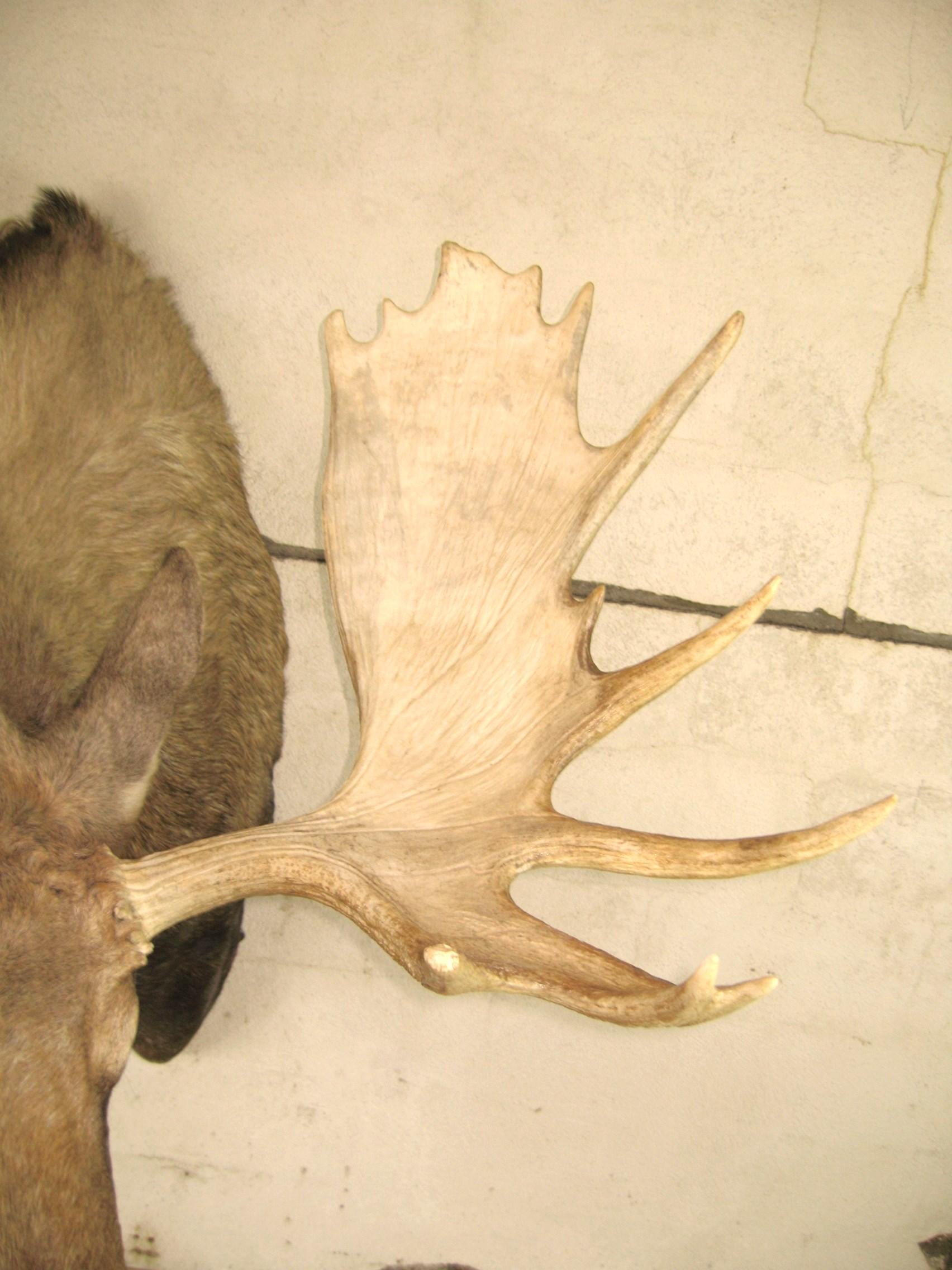 moose head mounts