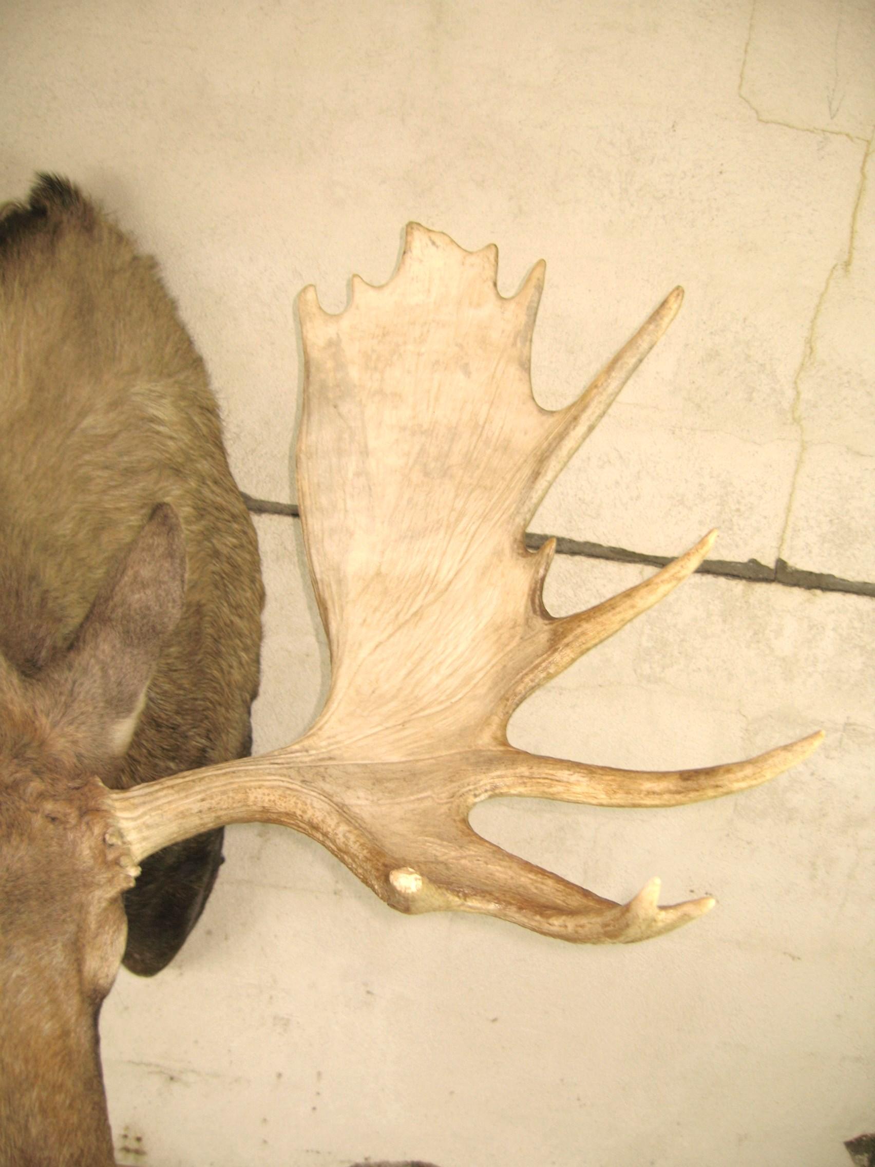 moose shoulder bone