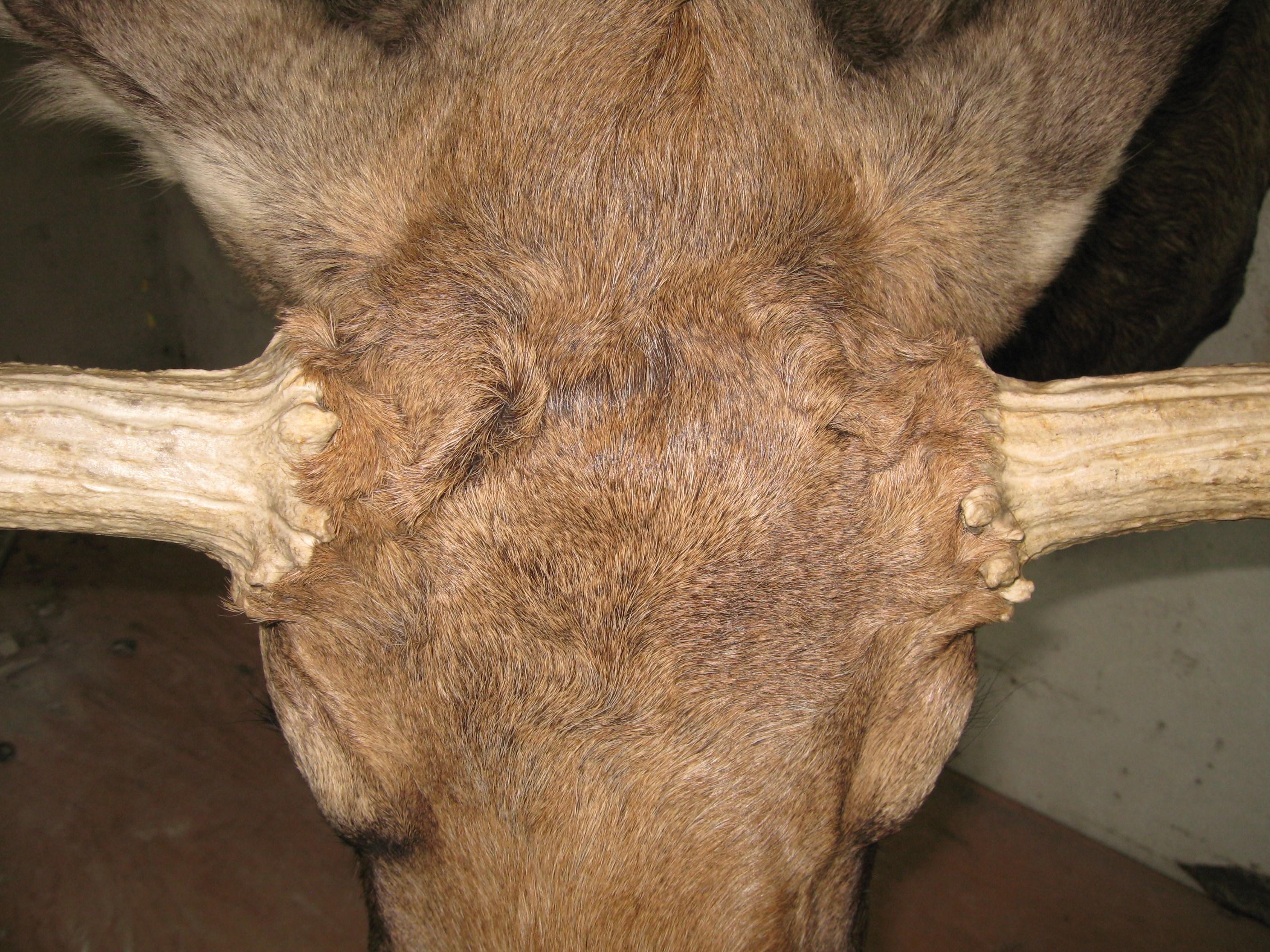 American Alaskan Bull Moose Shoulder Mount Plus Professional Taxidermy Alaska For Sale