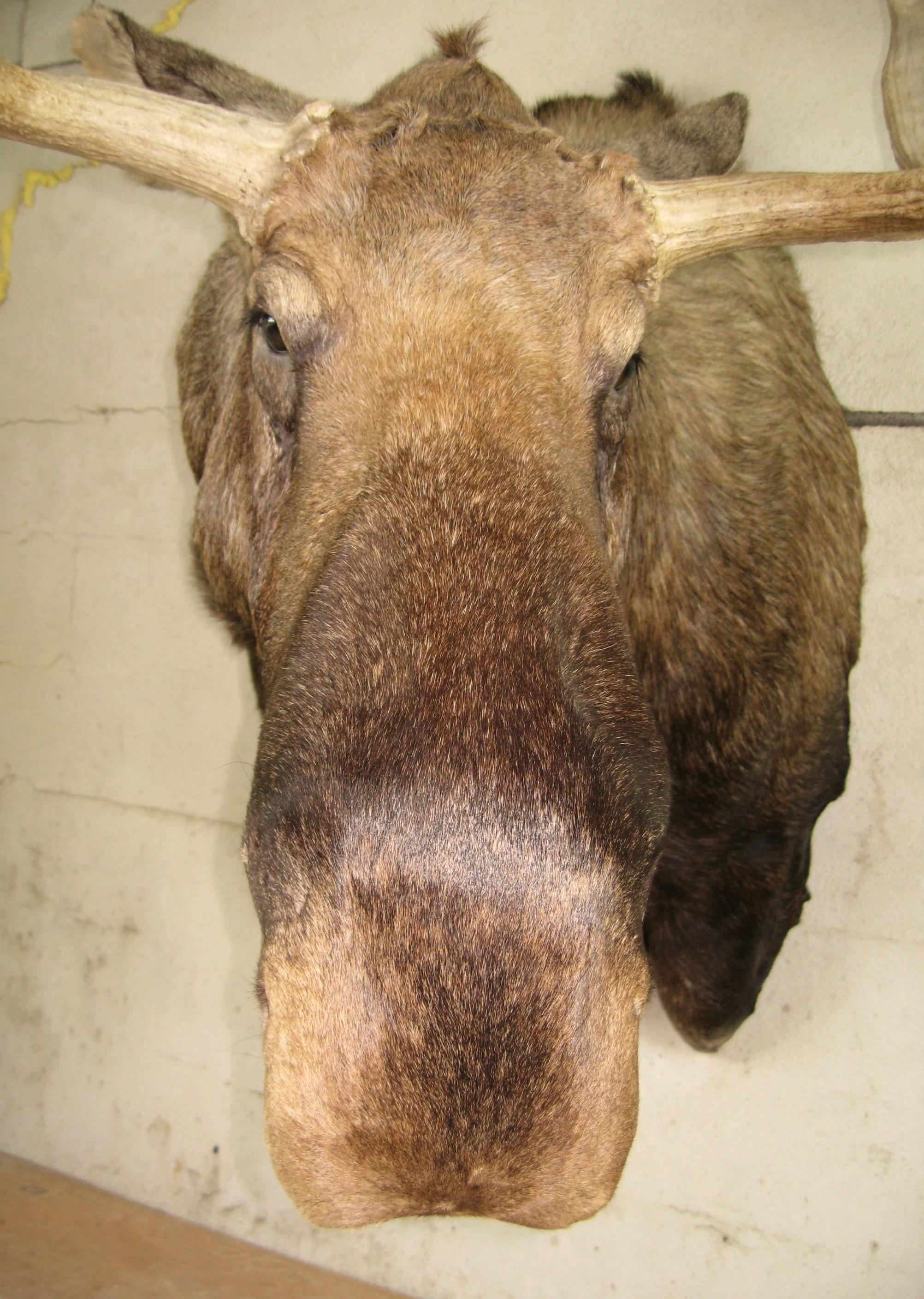 Fur Alaskan Bull Moose Shoulder Mount Plus Professional Taxidermy Alaska For Sale