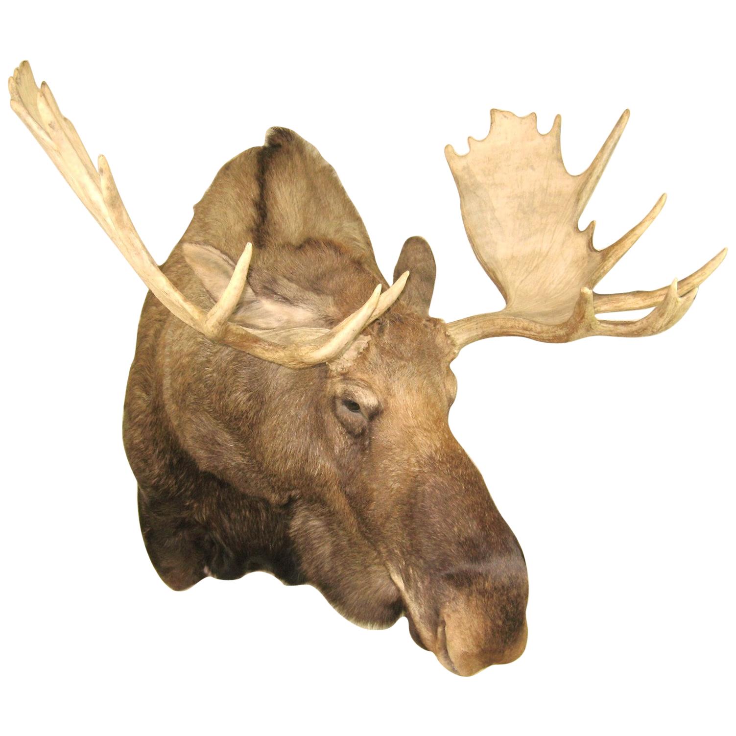 Alaskan Bull Moose Shoulder Mount Plus Professional Taxidermy Alaska For Sale