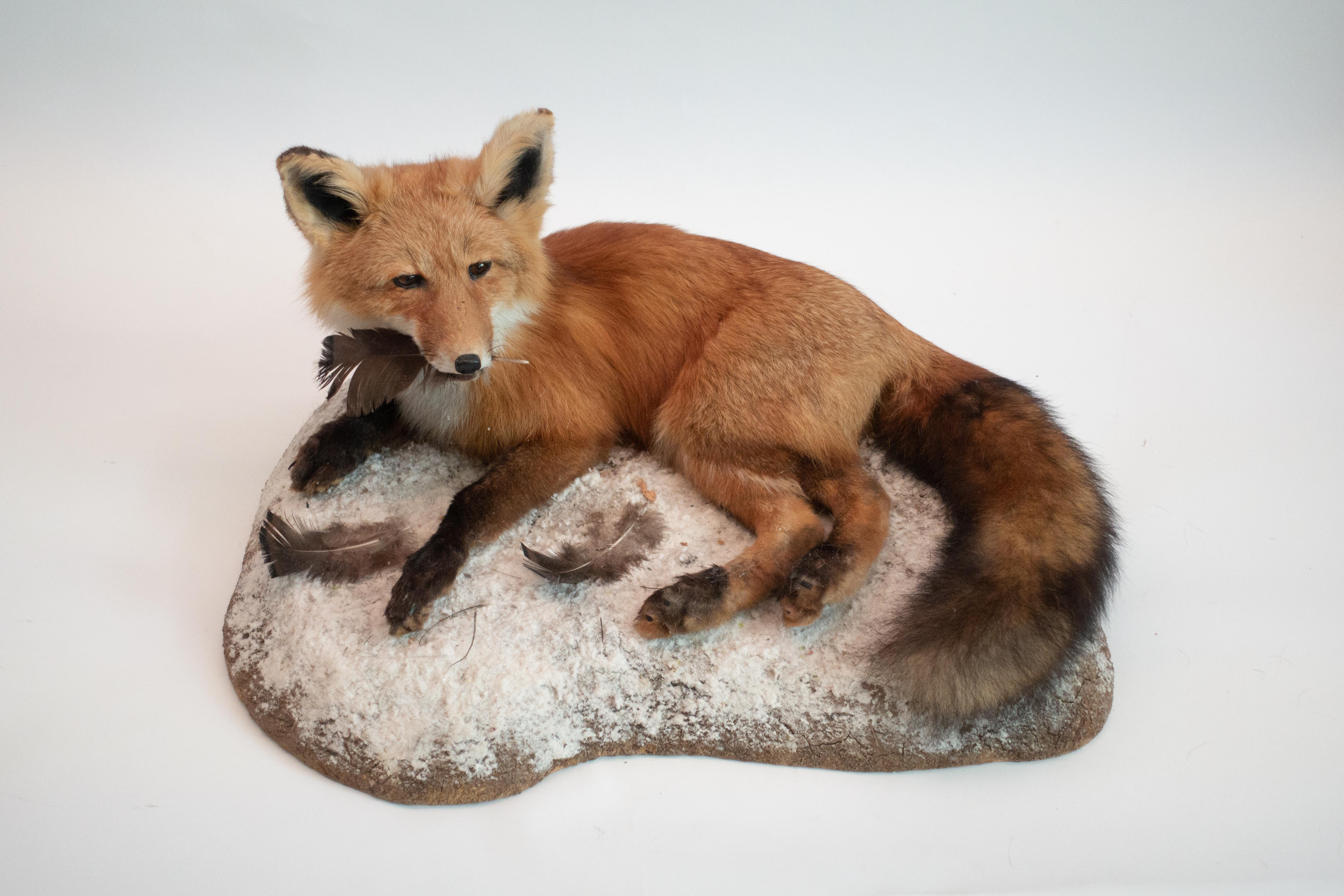 Our reclining Alaskan red fox taxidermy specimen makes a great addition to any collection. The red fox belongs to the same Canidae family as the dog, coyote, and wolf. It is distinctive for its coat of long lustrous fur, and its relatively large and