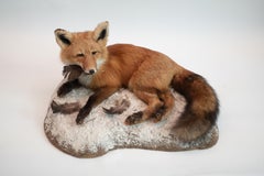 Alaskan Red Fox Taxidermy Specimen