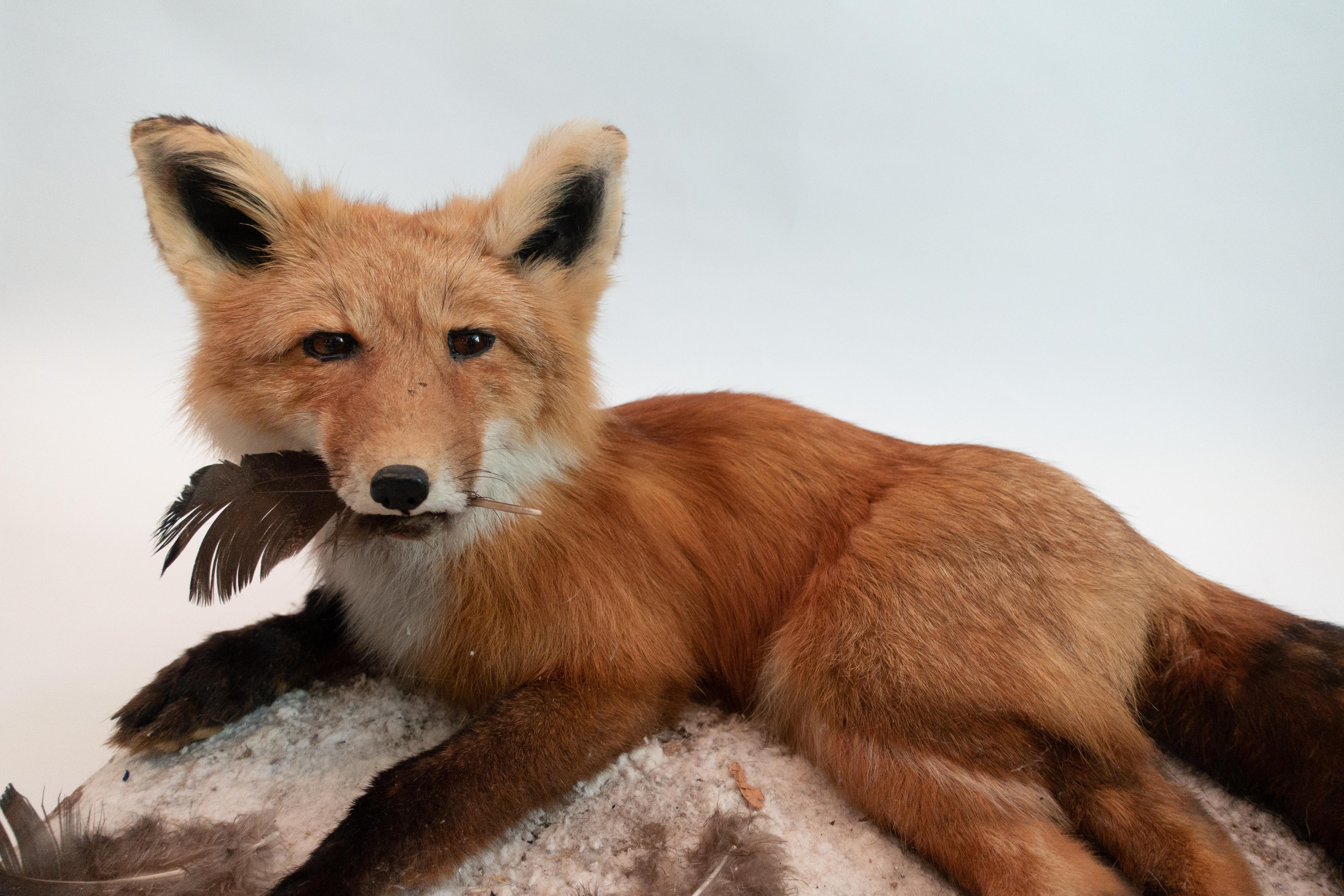 Alaskan Red Fox Taxidermy Specimen (Viktorianisch)