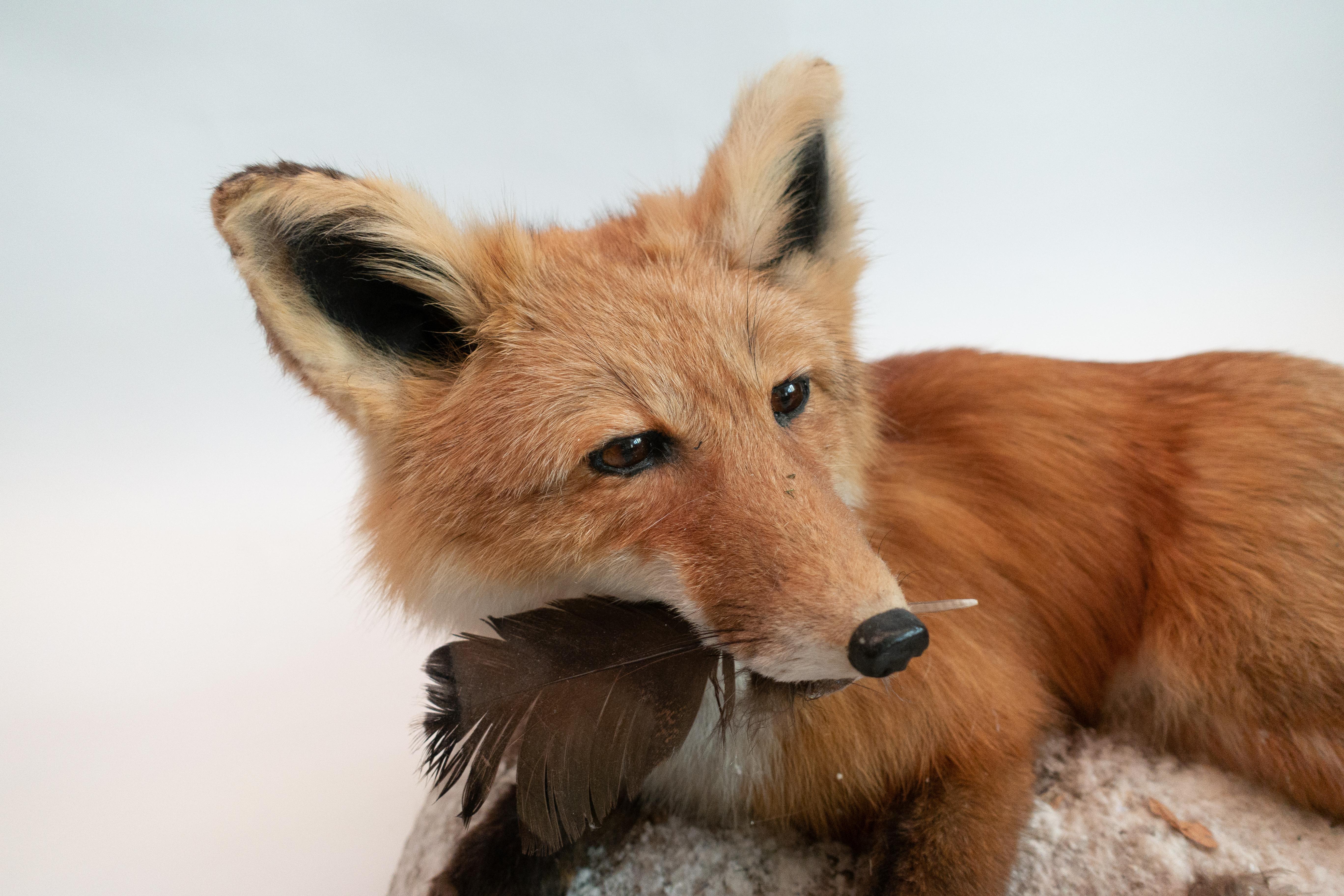 Alaskan Red Fox Taxidermy Specimen im Zustand „Gut“ in New York, NY