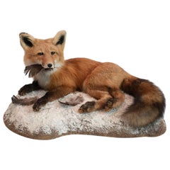 Alaskan Red Fox Taxidermy Specimen