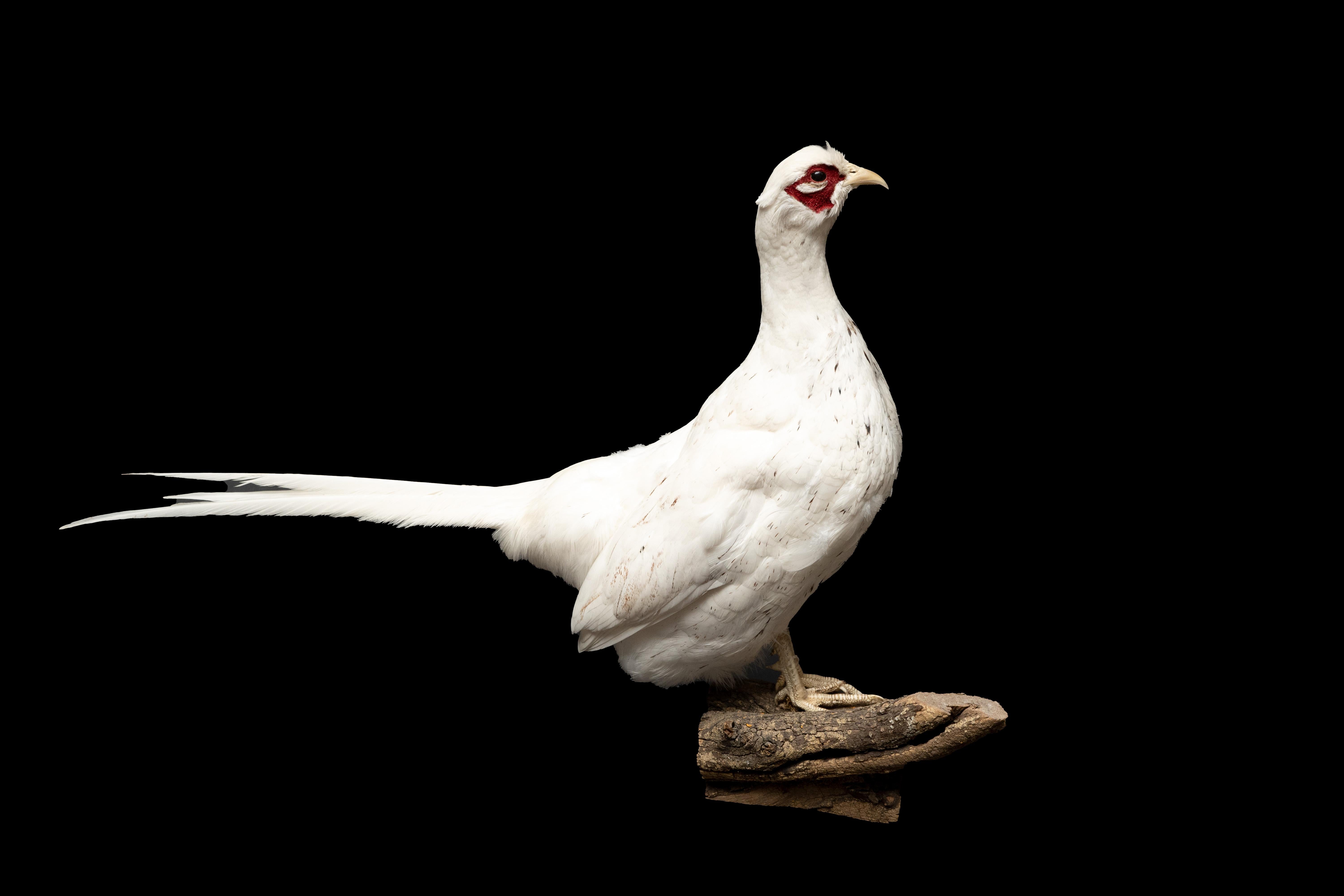 The Alaskan Snow Pheasant is a beautiful bird with unique features that make it a stunning addition to any collection. This bird is native to the Alaskan region and is well-known for its striking white plumage that blends in perfectly with the snowy