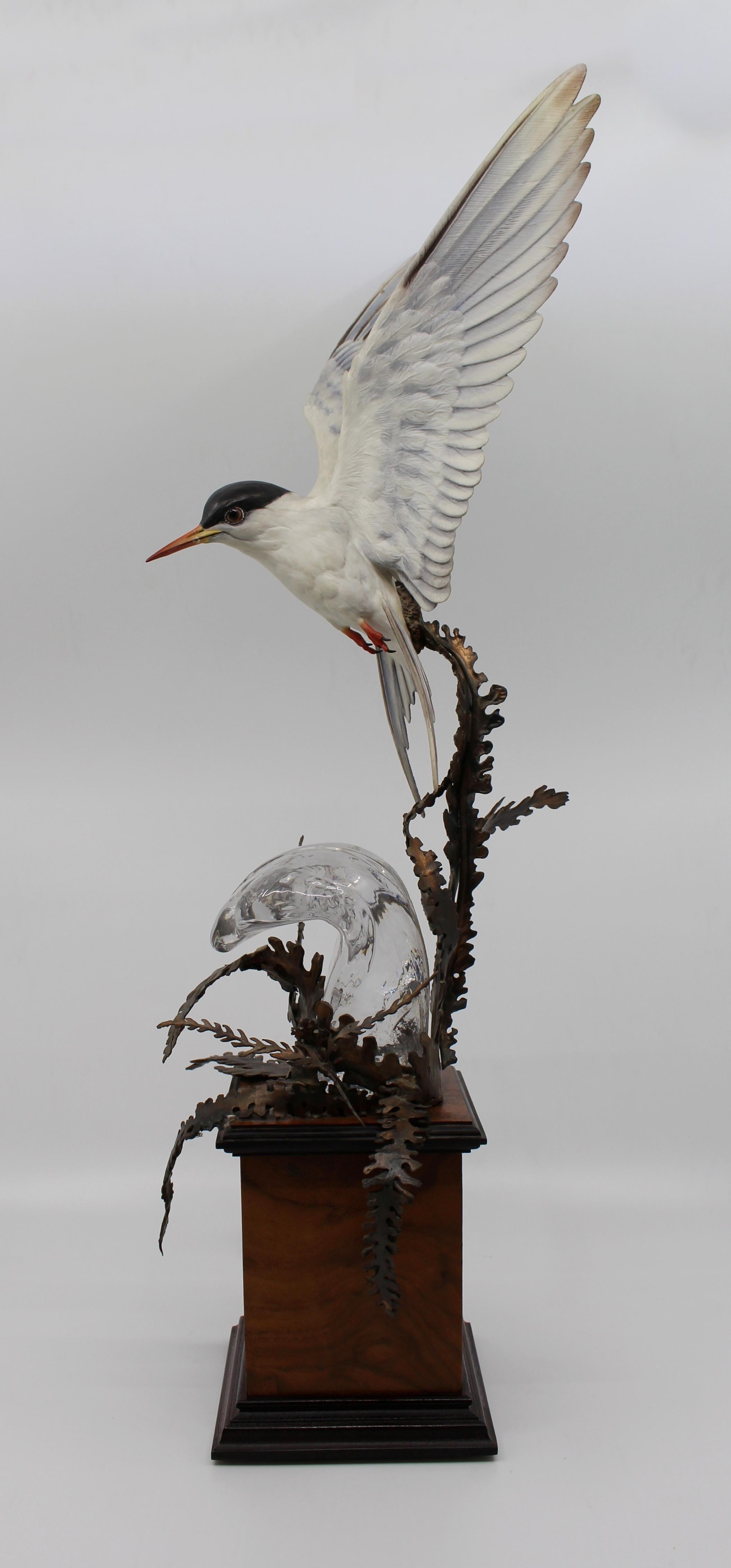 British Albany David Burnham-Smith Sculpture Arctic Tern For Sale