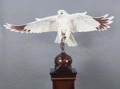 Albany Prestige Series Porcelain Gyrfalcon on Mahogany Pedestal