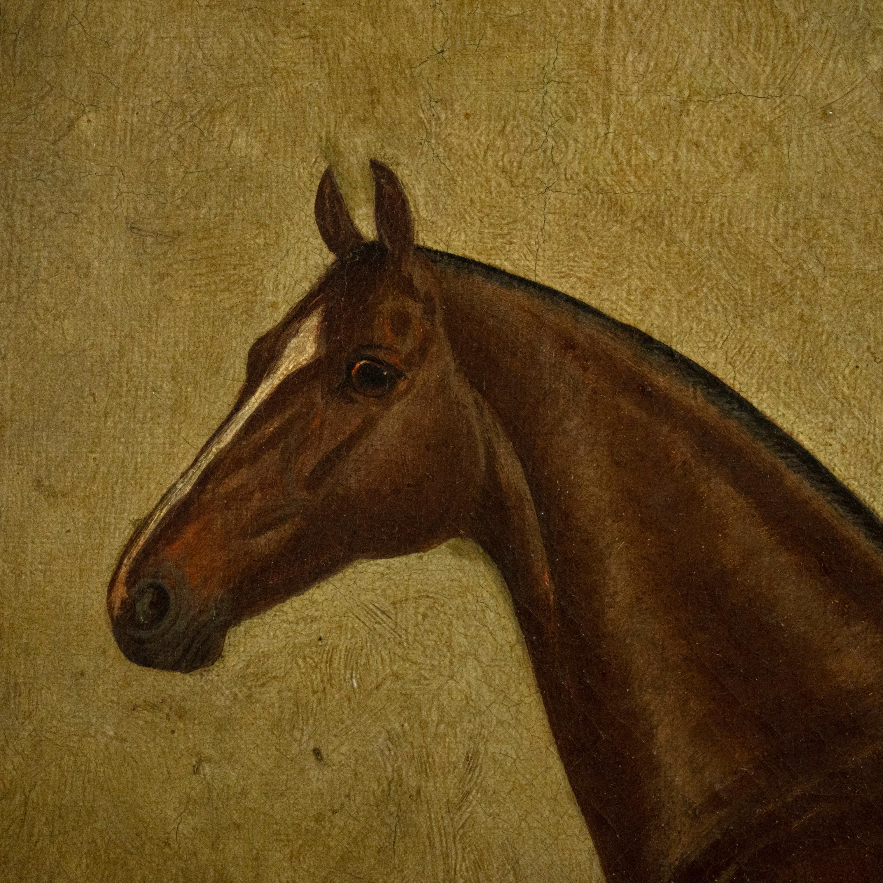 Italian ALBERT CLARK dated 1900 - Oil on Canvas Jimmy M, Portrait of a horse For Sale