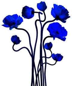 Blue Poppies, Popping Klein