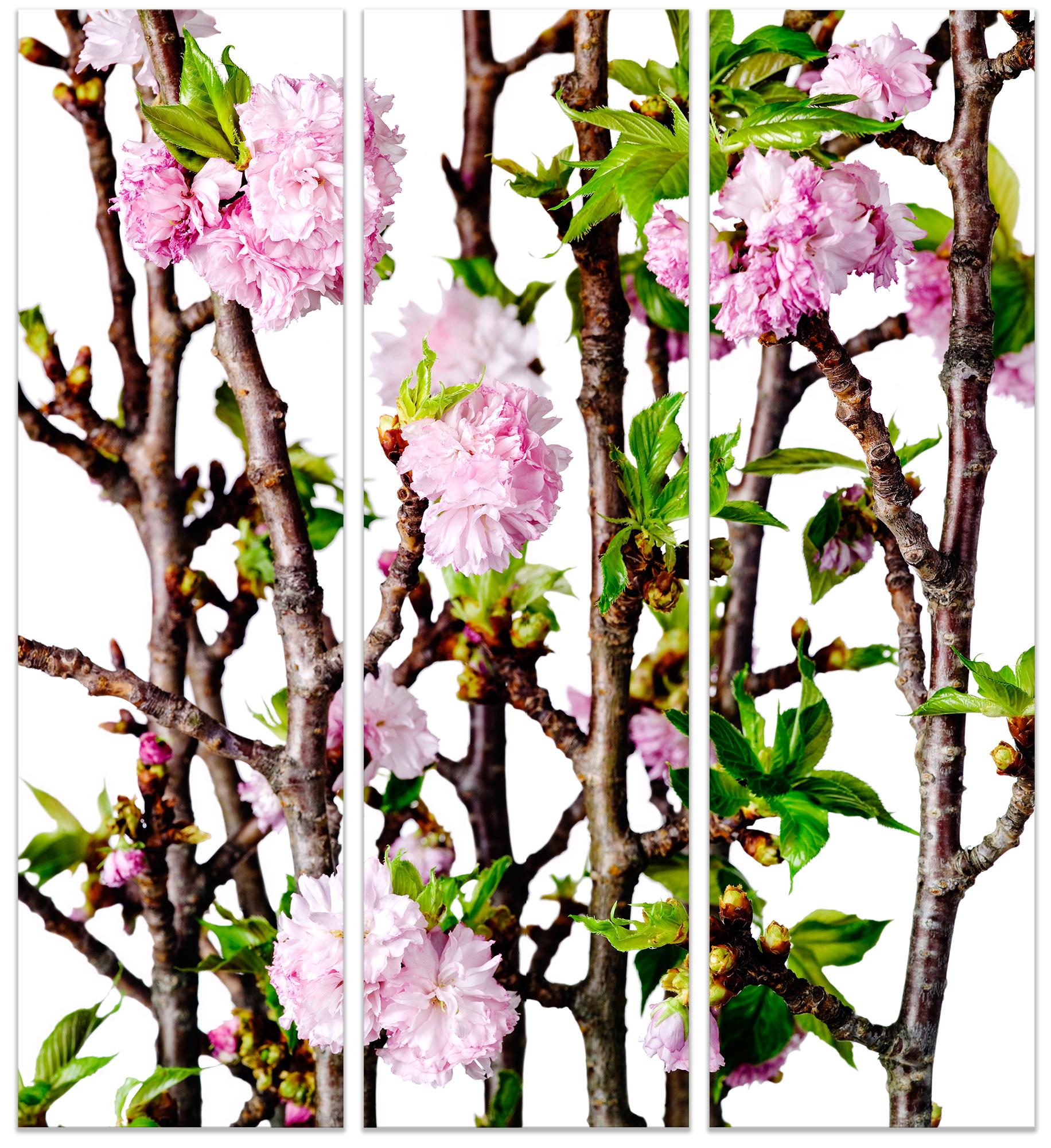 CHERRY BLOSSOM TRIPTYCH, large scale (66 x 59 ") on Dibond under Acrylic glass 