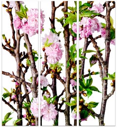 CHERRY BLOSSOM TRIPTYCH, grande échelle (66 x 59 ") sur Dibond sous verre acrylique 