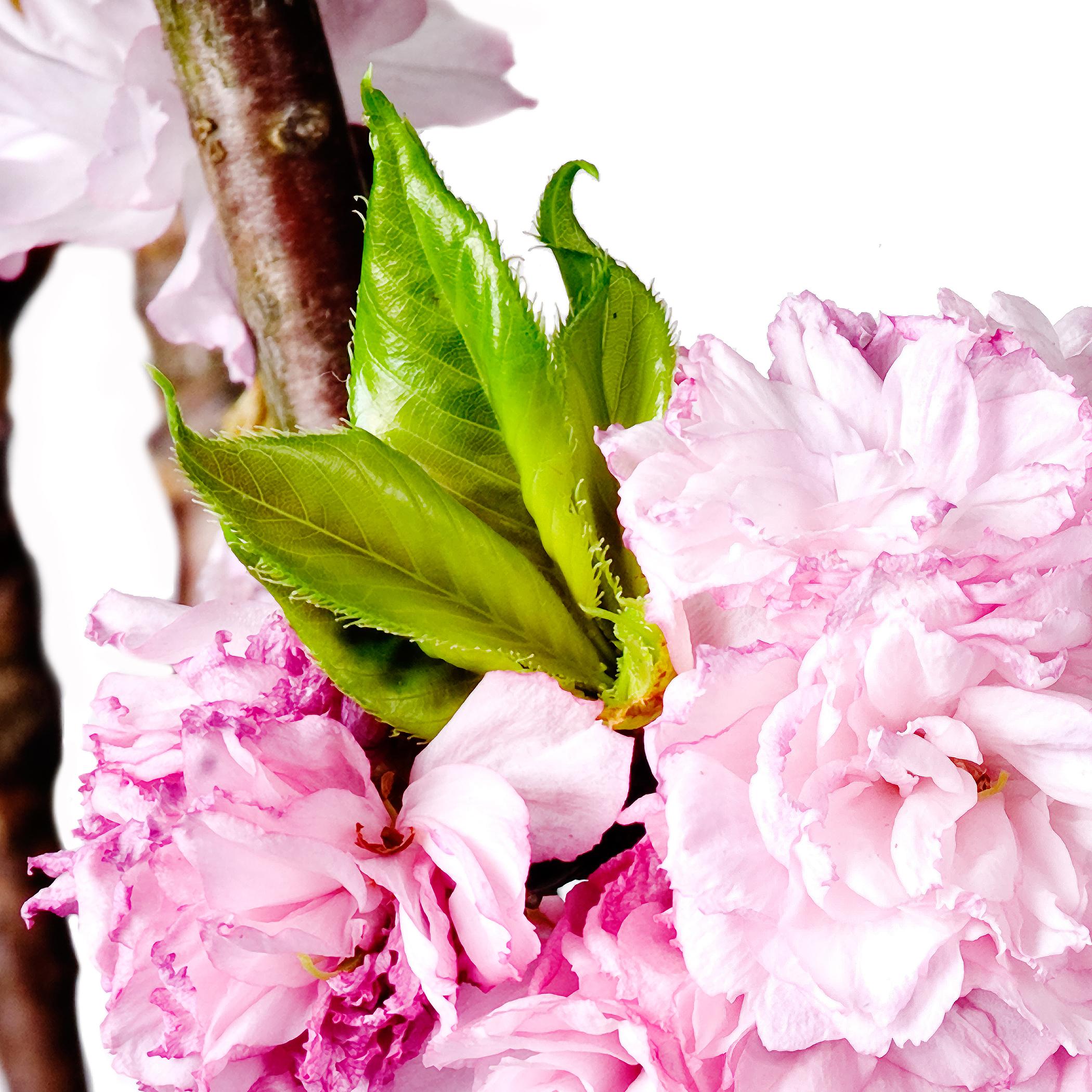 CHERRY BLOSSOM ( on Dibond under Acrylic glass ) - Photograph by Albert Delamour