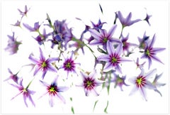 CLEMATITES I - ( on  Dibond under Acrylic glass )