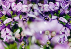 LILAC IN 3 - large scale photography under Acrylic Glass