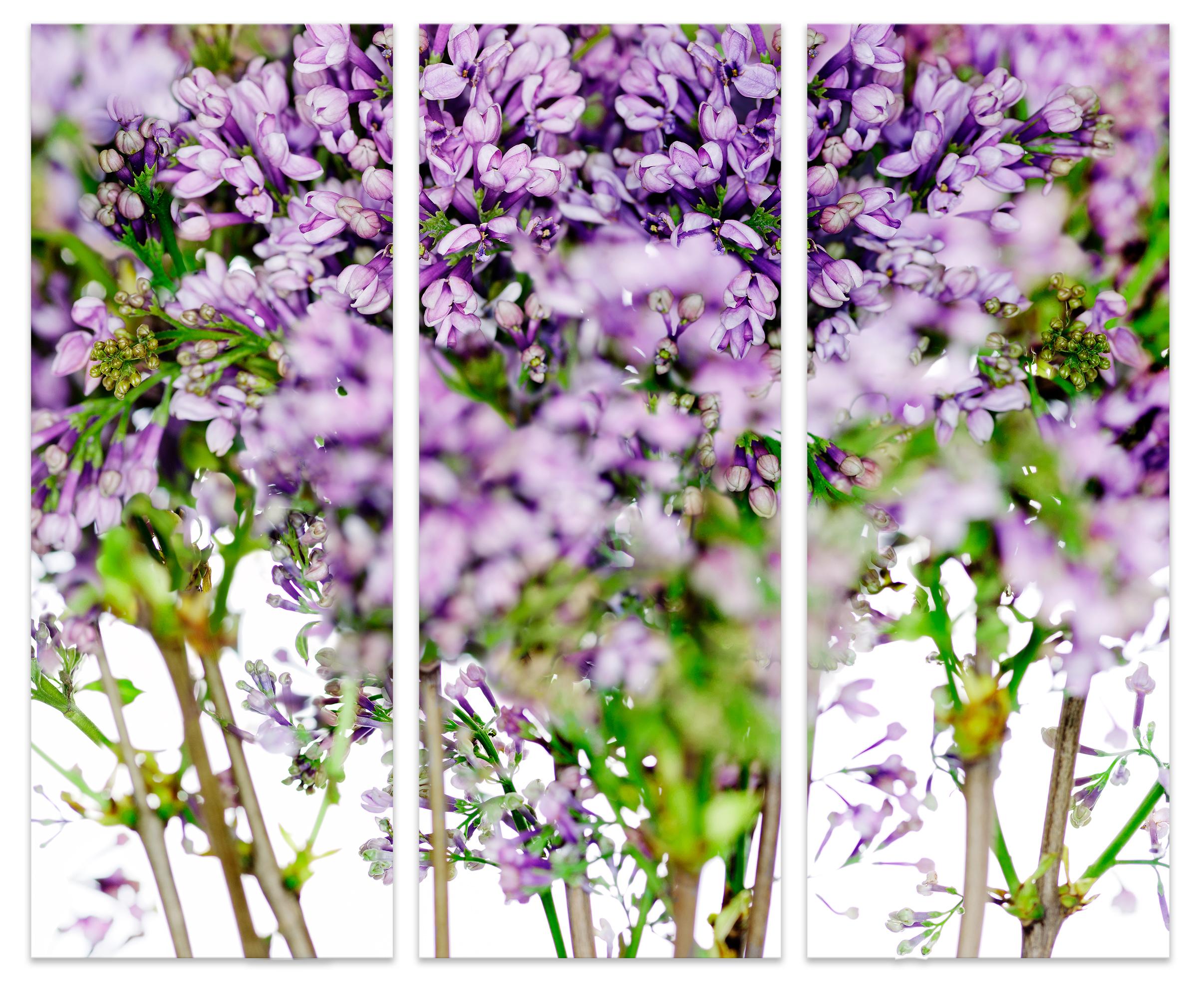 Albert Delamour Color Photograph - LILAC IN 3 - large scale photography under Acrylic Glass
