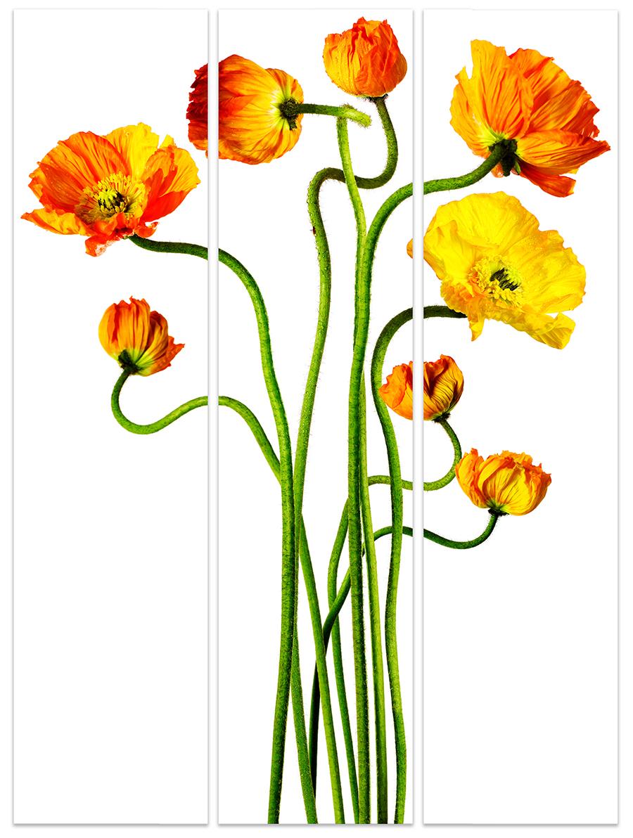 POPPING POPPIES TRIPTYCH - large scale 66 x 57 ", on Dibond under Acrylic glass