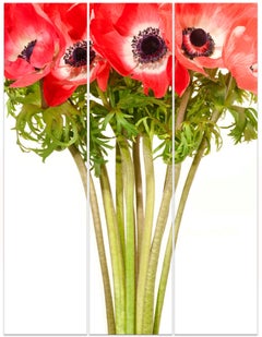 ANEMONUS TRIPTYCH rouge, grande échelle (66 x 48,5 ") sur Dibond sous verre acrylique 