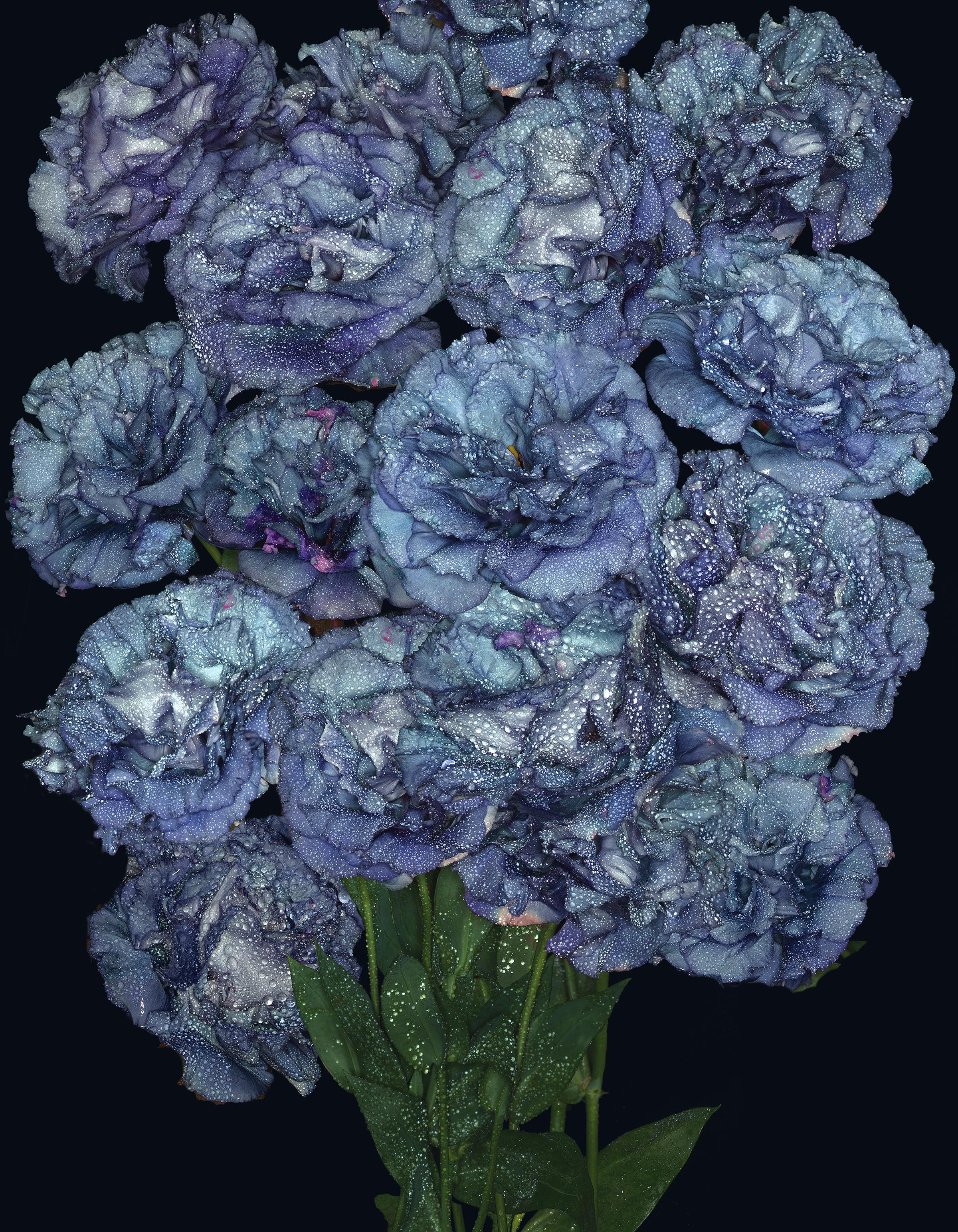 Albert Delamour Color Photograph - STILL ALIVE BLUE - under Acrylic Glass