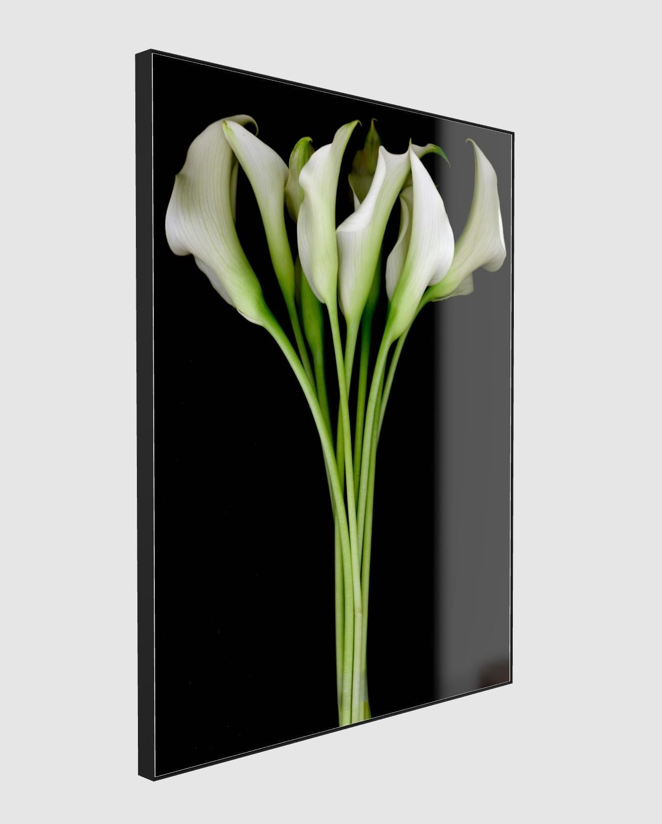 STILL ALIVE WHITE - under Acrylic Glass - Black Color Photograph by Albert Delamour
