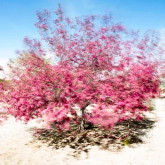 THE BLOSSOM - under Acrylic Glass