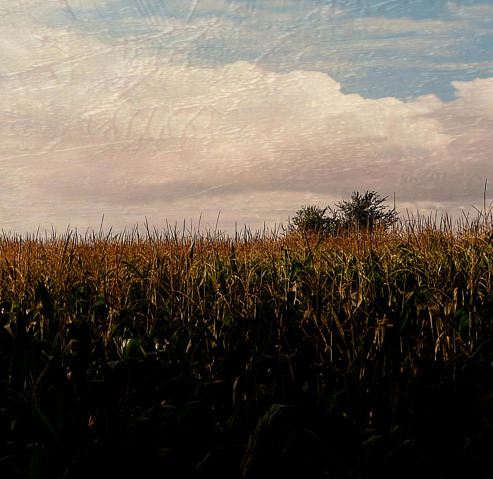Plenitude - Signed limited edition archival pigment print, Edition of 5
Signed + numbered by artist with certificate of authenticity , unframed

Panoramic landscape of a cornfield treated as a painting
This is an Archival Pigment print on fiber