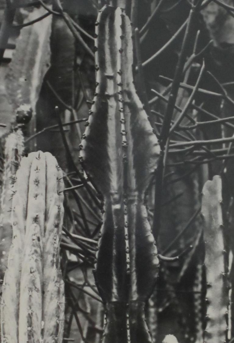 Albert Renger-Patzsch Black and White Photograph - Die Welt der Pflanze Euphorbia