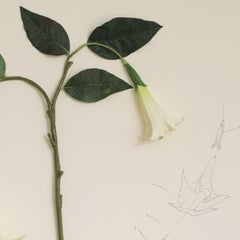 Herbario de plantas artificiales. Expedición México (Floripondio)