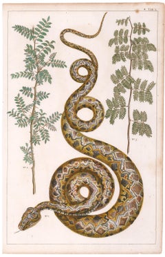 Amazon Tree Boa Engraving