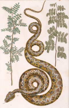 Amazon Tree Boa Engraving