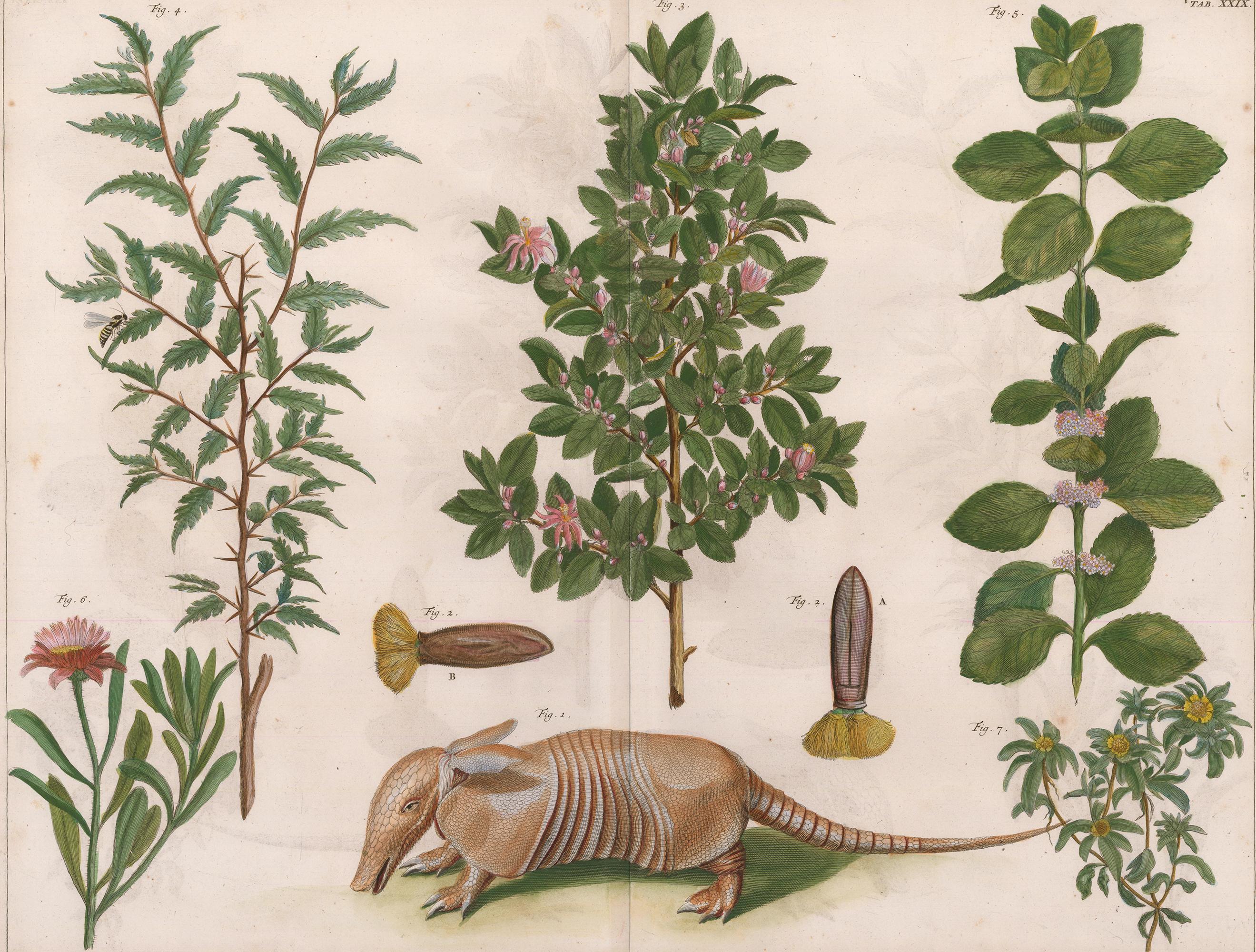 Armadillo and Flowering Plant Engraving - Print by Albertus Seba