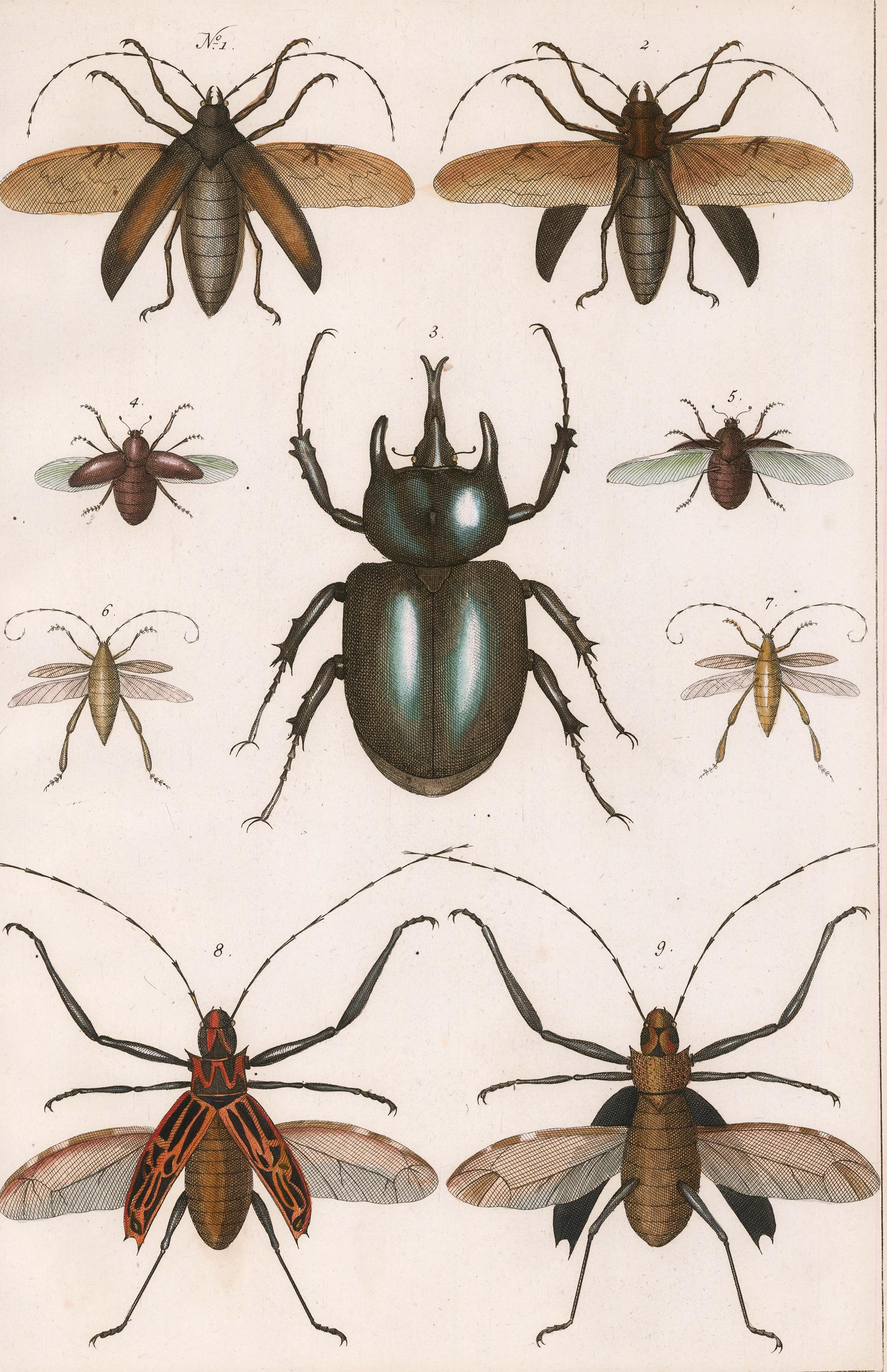 Beetle Engraving - Print by Albertus Seba