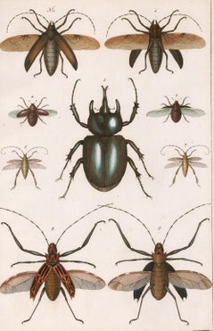 Antique Beetle Engraving