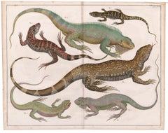 Grabado de Monitor de Bengala e Iguana
